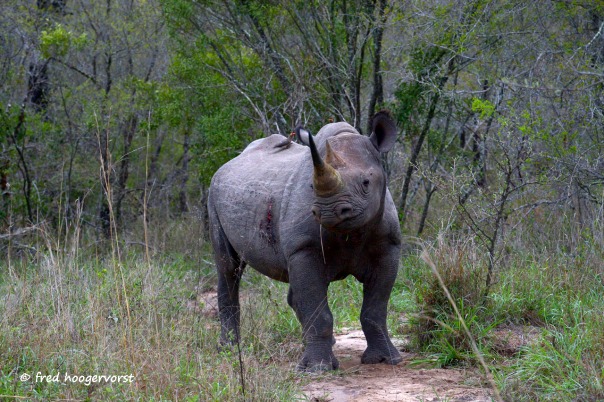 Black Rhinoceros in Kruger National Park